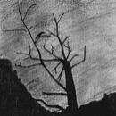 Saatkrähe : Breathes of Knowledge